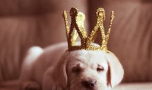 熊神进一周生肖运程(2012年12月30日至2013年1月5日)