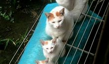 王小亚本周星座运势2012年12月31日—2013年1月6日