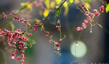狂月天时12星座周运1.2-1.8