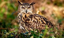 Eskey金牛座一周运势（8.20-8.26）