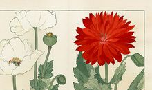 玛法达星座运势2013年1月24—30日