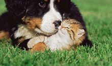 超灵验开运大师生肖周运(5.28-6.3)