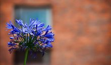 苏珊米勒今日运势2019年8月15日