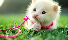 猫石对话每日运势2013年3月16日