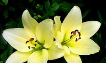 十月上升、太阳在处女座的运势