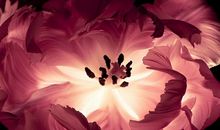 十月上升、太阳在射手座的运势