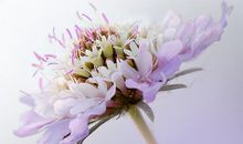 十月上升、太阳在金牛座的运势