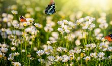 摩羯座今日运势2013年01月08日