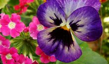 十月上升、太阳在天秤座的运势