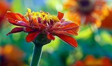 十月上升、太阳在狮子座的运势