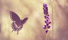 小乖麻根等卓玛2014年4月天蝎座运势