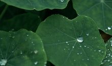 小乖麻根等卓玛2014年4月双子座运势