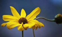 十月上升、太阳在双子座的运势