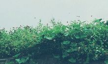 小乖麻根等卓玛2014年7月巨蟹座运势