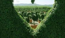 小乖麻根登卓玛2013年6月狮子座运势