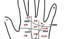 手相感情线看未来感情