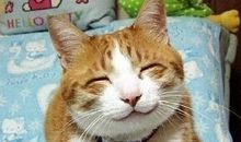 猫石对话每日运势2015年6月11日