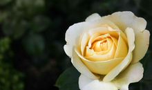 闹闹女巫店今日运势2019年10月30日