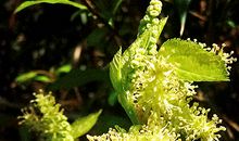 从八字看谁适合与人合伙经商