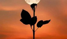 天蝎座每日运势2012年1月16日