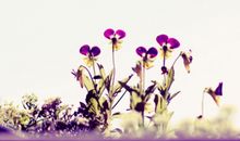 处女座每日运势2012年1月15日