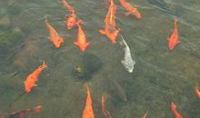 起名汉字五行歌