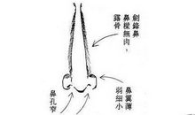 鼻子分析你是善或恶