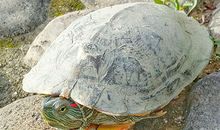 从八字看谁赚钱特别容易