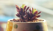 蒂姆一周摩羯座运势（9.16-9.22）