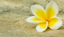 蒂姆一周狮子座运势（9.16-9.22）