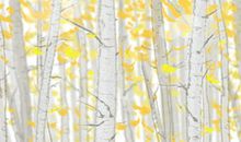 女性吃西红柿的好处 完美蜕变的需求