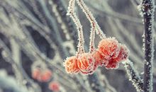 【塔罗运势】诡魅塔罗12星座1月13日运势