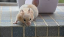 Eskey双子座一周运势（7.9-7.15）