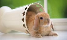 Eskey双鱼座一周运势（7.9-7.15）