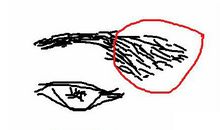 容易离婚的男人面相