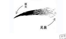 眉毛看相：什么是扫帚眉面相