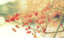 小乖麻根登卓玛2013年11月金牛座运势