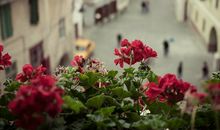 猫石对话每日运势2017年11月19日