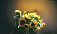 小乖麻根登卓玛2013年2月天秤座运势