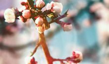 苏珊米勒今日运势2017年11月6日