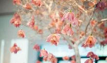 苏珊米勒今日运势2017年11月4日