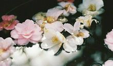 氧气占星2017年4月摩羯运势