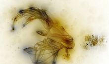 凰洛-枂2017年8月摩羯座运势