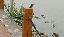 非常运势网本周塔罗运势(2017.4.24-4.30 )