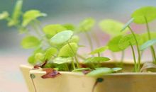 Pandora占星小巫一周塔罗运势(4.25-5.1)