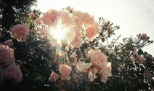 氧气占星2017年4月处女运势