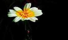 Miss A Tarot心灵塔罗星座周运(4.24-4.30)