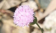 Victor塔罗今日星座运势(2017.4.27)