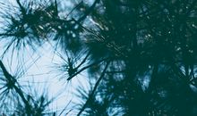 水蓝色眼泪2017年4月巨蟹座运势