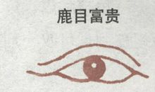 鹿眼面相详解